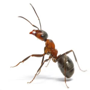 [Image: ant.jpg]